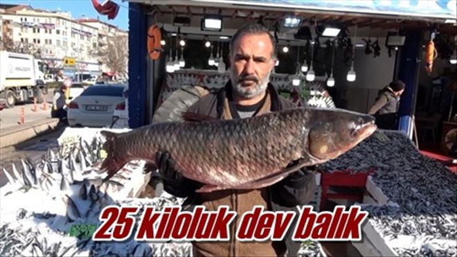 25 kiloluk dev balık
