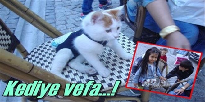 Kedi için merhamet!
