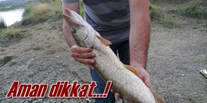 Turna avı yasaklandı!