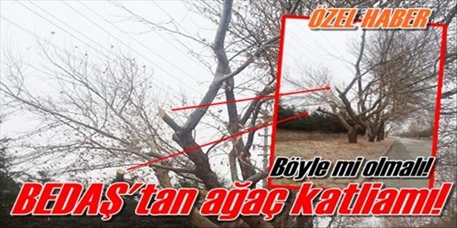 Bedaş´tan ağaç katliamı!