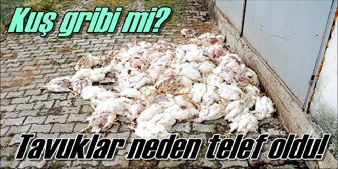 Keskin´de Kuş Gribi Endişesi