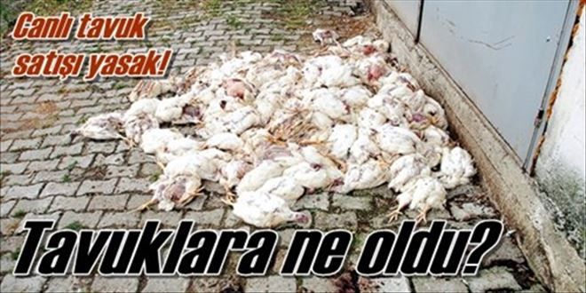 Kırıkkale´de tavuk karantinası!