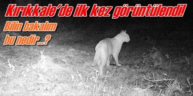 İlk kez görüyoruz!