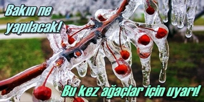Ağaçlarınızı dona karşı koruyun
