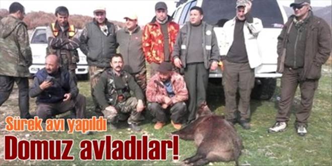 Domuz avladılar!
