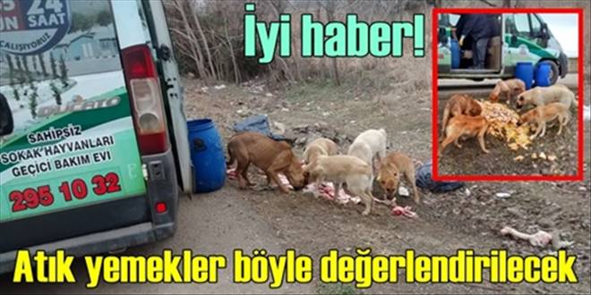 Artık yemekler sokak hayvanlarına 