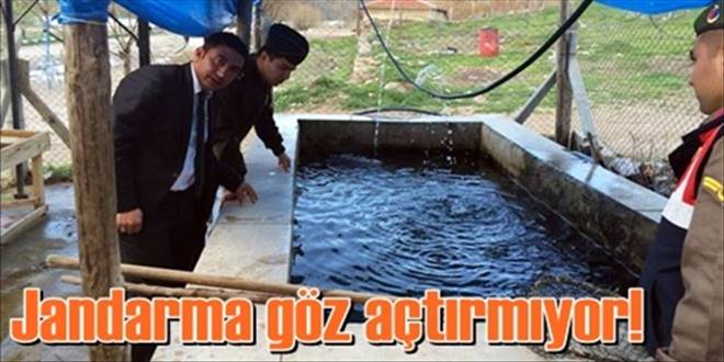 Kaçak avcılara Jandarma tokadı