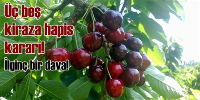 Birkaç kiraz mahkemelik etti!