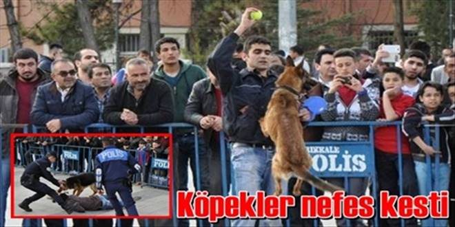 Polis köpekleri gösteri yaptı