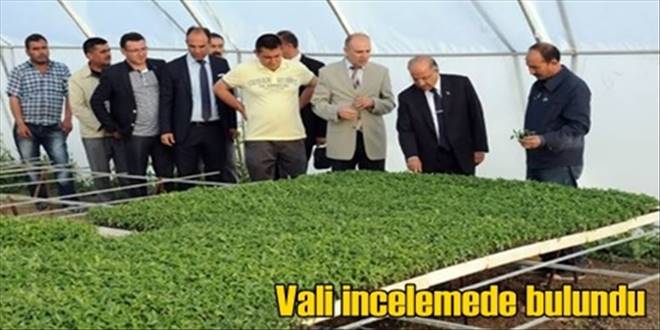 Vali Kolat fide seralarını gezdi