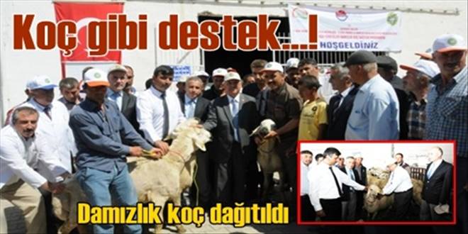 Damızlık koç dağıtıldı