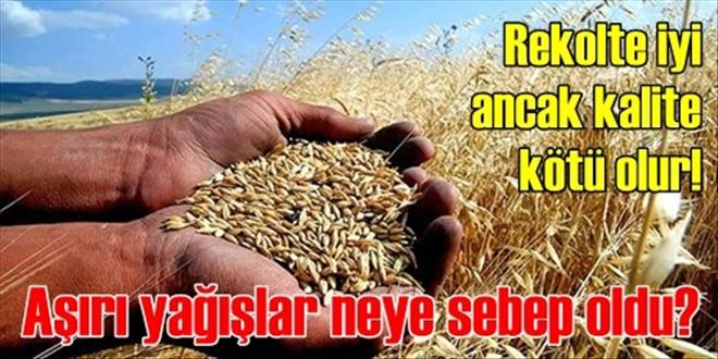  Rekolte iyi kalite kötü