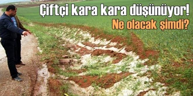 Çiftçi zararlarının ödenmesini bekliyor