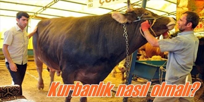 Kurbanlık nasıl olmalı?