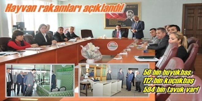 50 bin büyükbaş,  112 küçükbaş,  594 bin tavuk var!