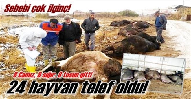 Elektrik akımına kapılan  24 hayvan telef oldu!