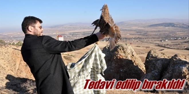 Kızıl Şahin doğaya bırakıldı