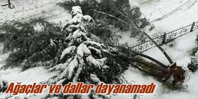 Koca ağaç devrildi