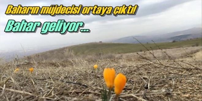 Çiğdem çiçek açtı