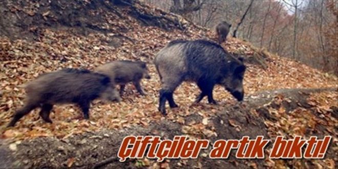 Çiftçiler domuzlardan şikâyetçi!
