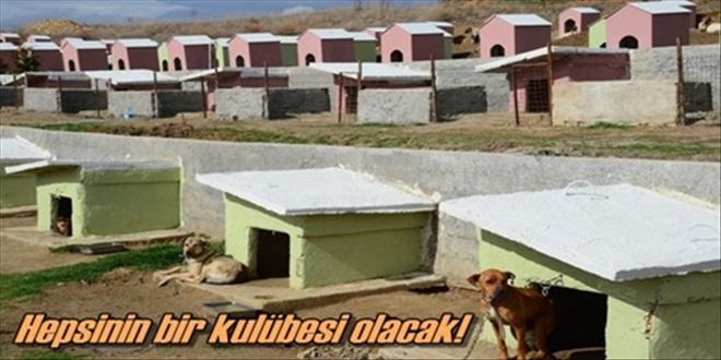 Her sokak hayvanına kulübe