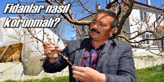 Ağaçlarınızı dona karşı koruyun