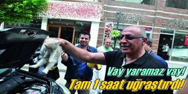 Yavru kediyi kurtardılar