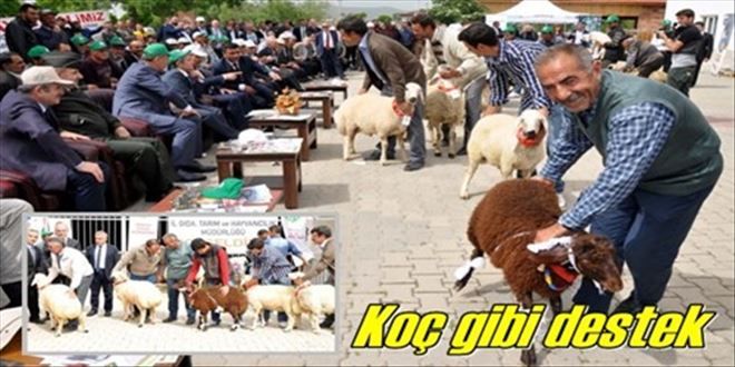 Çiftçilere 126 damızlık koç dağıtıldı