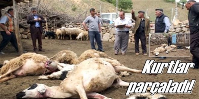 Kurtlar koyunları telef etti!