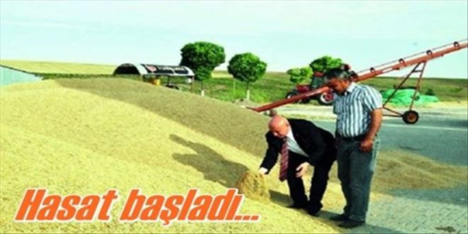 Hasat sezonu başladı