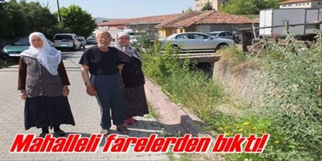 Mahallelinin fare kabusu!