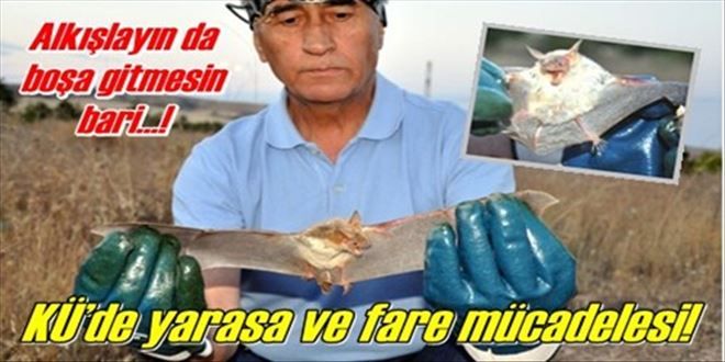 Fare kulaklı yarasa konuğu
