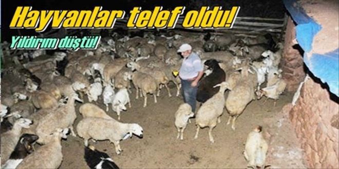 Yıldırım hayvanları telef etti!