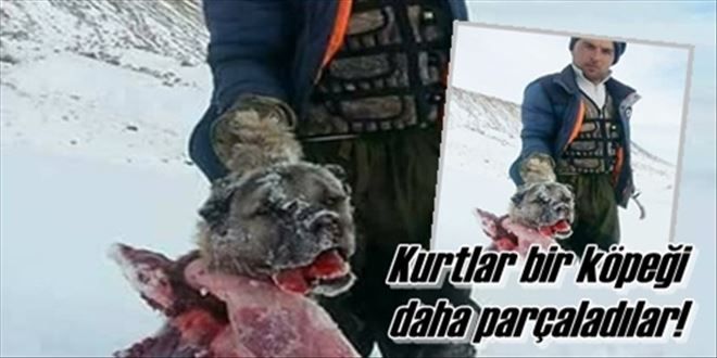 Aç kurtlar yine saldırdı!