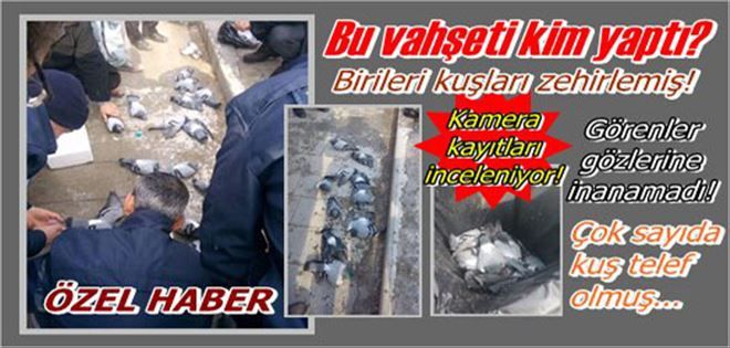 Biri kuşları zehirlemiş!