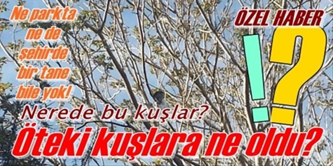 Diğer kuşlara ne oldu?