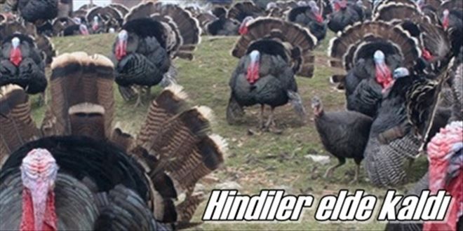 Yılbaşı hindileri elde kaldı!