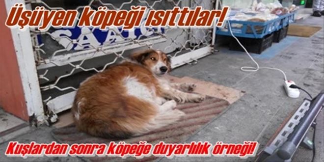  Esnaftan, üşüyen köpeğin  altına paspas, önüne ısıtıcı