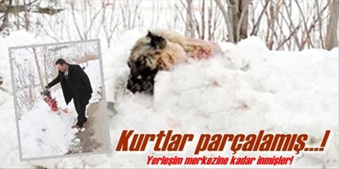 Aç kalan kurtlar köpeği parçaladı