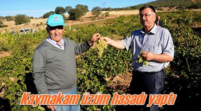 Kaymakam üzüm hasadı yaptı