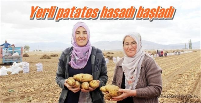 Yerli patates hasadı başladı