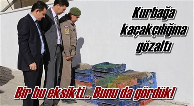 Kurbağa kaçakçılığına gözaltı
