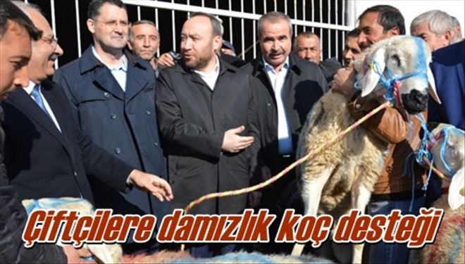 Çiftçilere damızlık koç desteği 