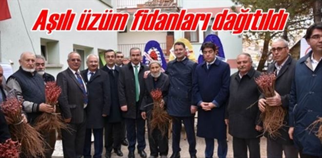 Aşılı üzüm fidanları dağıtıldı