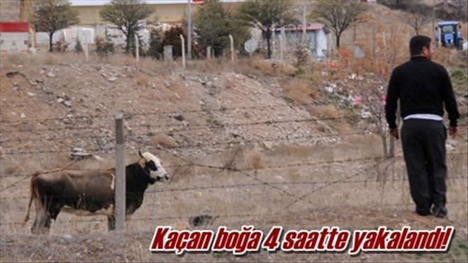 Kaçan boğa 4 saatte yakalandı!