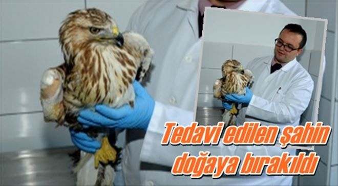 Tedavi edilen şahin  doğaya bırakıldı