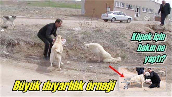 Köpeğe yürüteç yaptı!