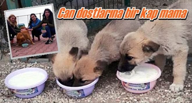 Can dostlarına bir kap mama