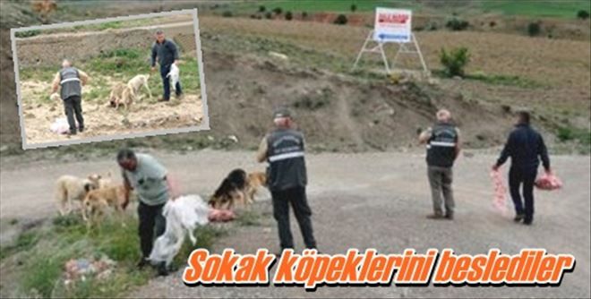Köpeklere yiyecek bıraktılar
