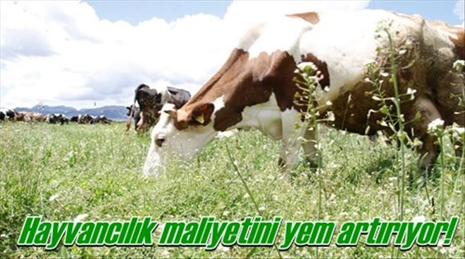Hayvancılık maliyetini yem artırıyor!